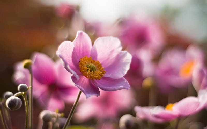 pink poppy, close-up, petals, buds, hazy, Flowers, HD wallpaper