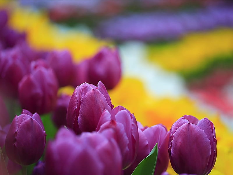 Purple Tulips in Colorful Garden, HD wallpaper