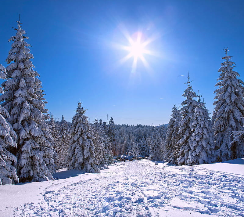 Winter Forest, day, fir, snow, sunny, tree, HD wallpaper