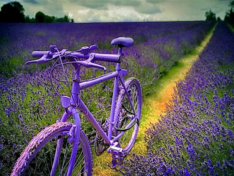 Lavender Bi-cycle, flowers, path, nature, lavender, trees, field, HD wallpaper