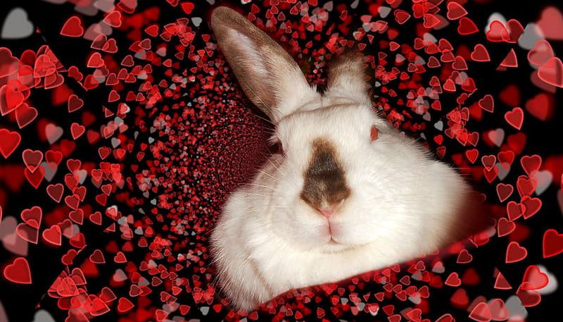 Bunny Hearts, valentines, cute, love, Bunny, Rabbits, corazones, fur,  Animals, HD wallpaper | Peakpx