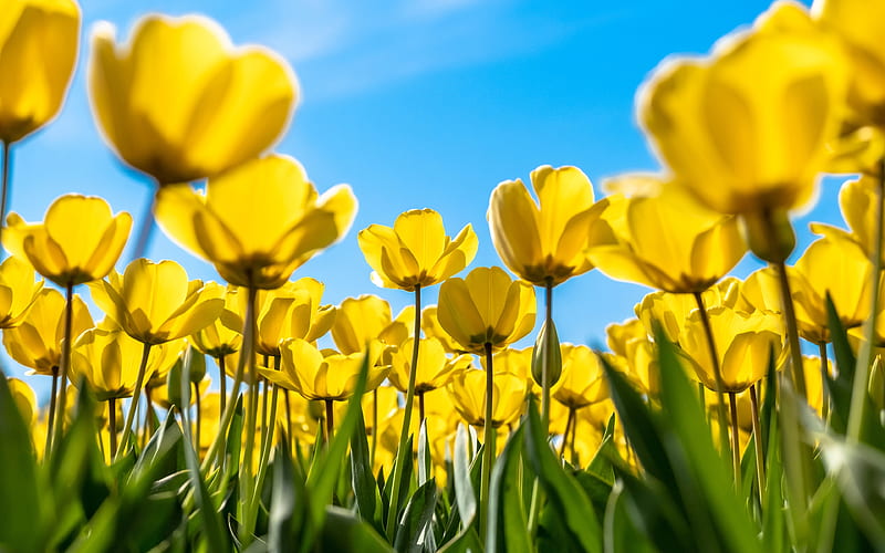 yellow tulips blue sky, spring, yellow flowers, tulip field, macro, tulips, bokeh, spring flowers, HD wallpaper