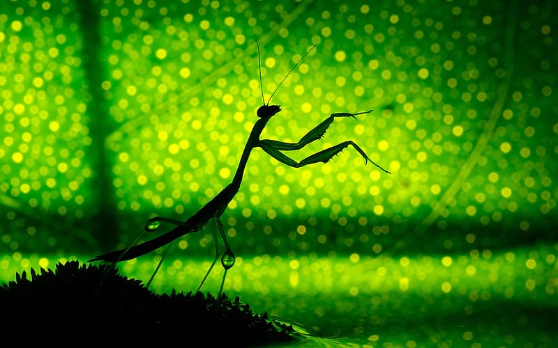 Insects, Animal, Praying Mantis, HD wallpaper