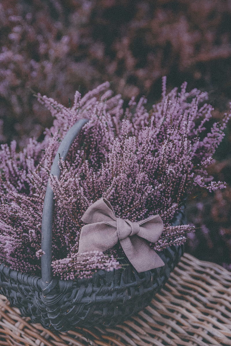 basket, lavender, flowers, purple, bow, HD phone wallpaper
