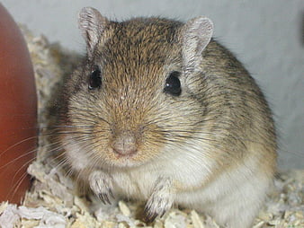 HD gerbil wallpapers | Peakpx