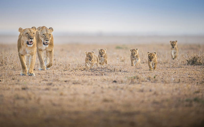 lion family, pride, desert, Africa, evening, little cubs, lioness, wildlife, predators, HD wallpaper