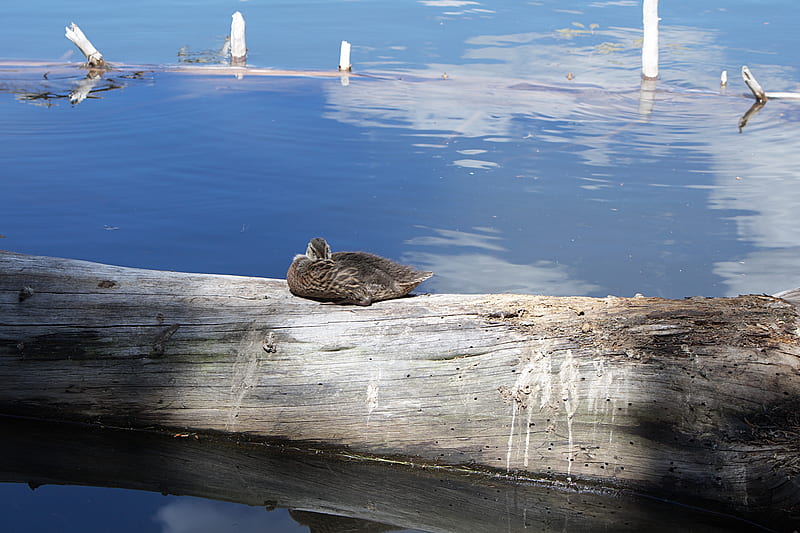 brown duck on brown wooden log near body of water during daytime, HD wallpaper