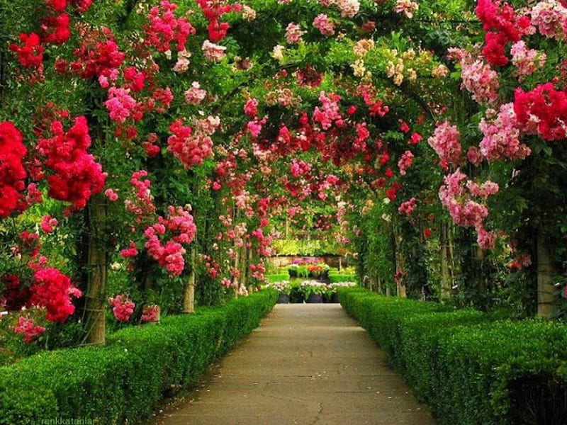Flowers Garden, green, flowers, path, garden, nature, HD wallpaper