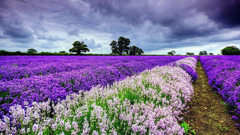 Lovely Lavender Field, purple, fields, nature, lavender, blooms, clouds, HD wallpaper