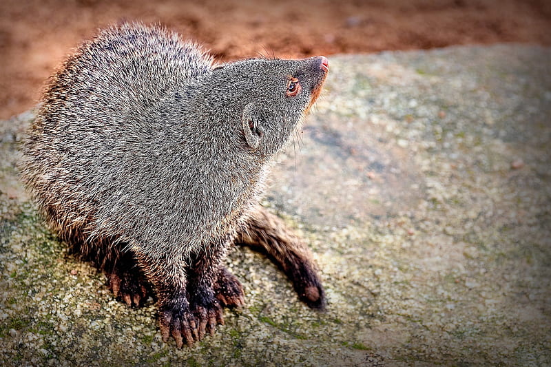 *** Mongoose ***, color, mongoose, gray, animals, HD wallpaper