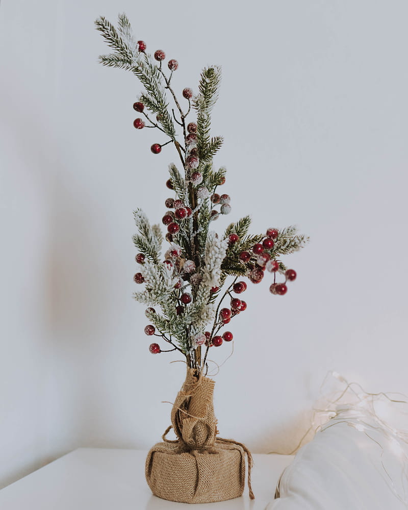 branch, berries, needles, new year, christmas, HD phone wallpaper