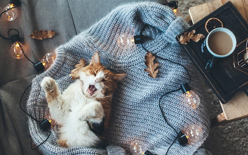 Ginger and white cat, cute cat, blue sweater, lanterns, maine coon, cats, HD wallpaper