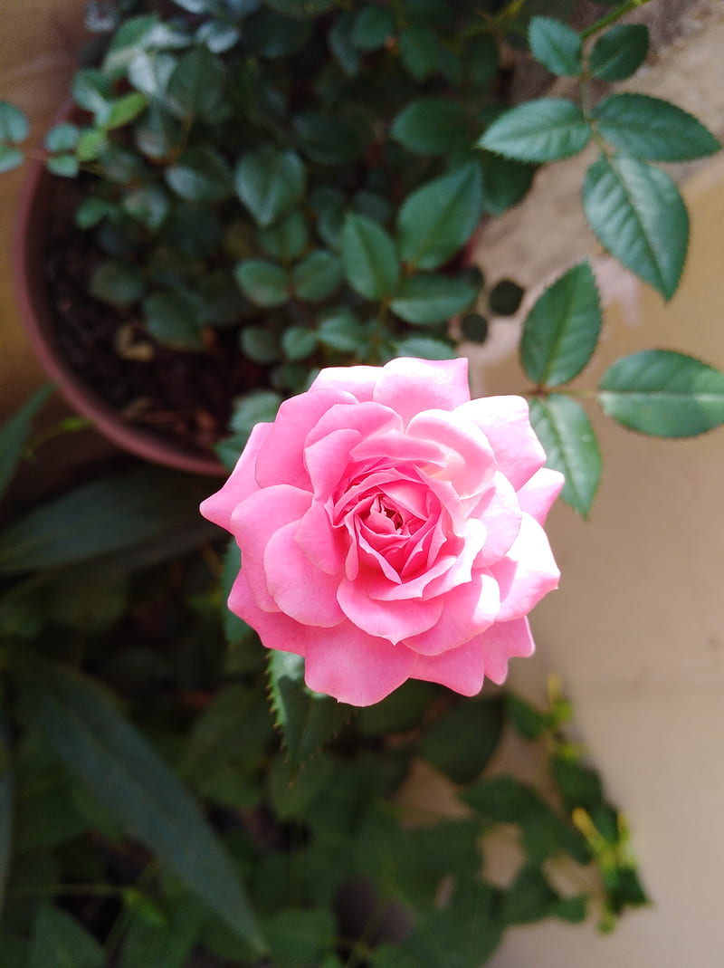 pink rose in brown clay pot, HD phone wallpaper