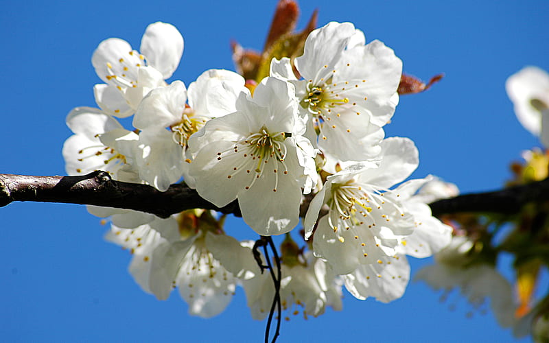 Flores de cerezo blancas, árbol, flor, naturaleza, blanco, flor de cerezo,  Fondo de pantalla HD | Peakpx