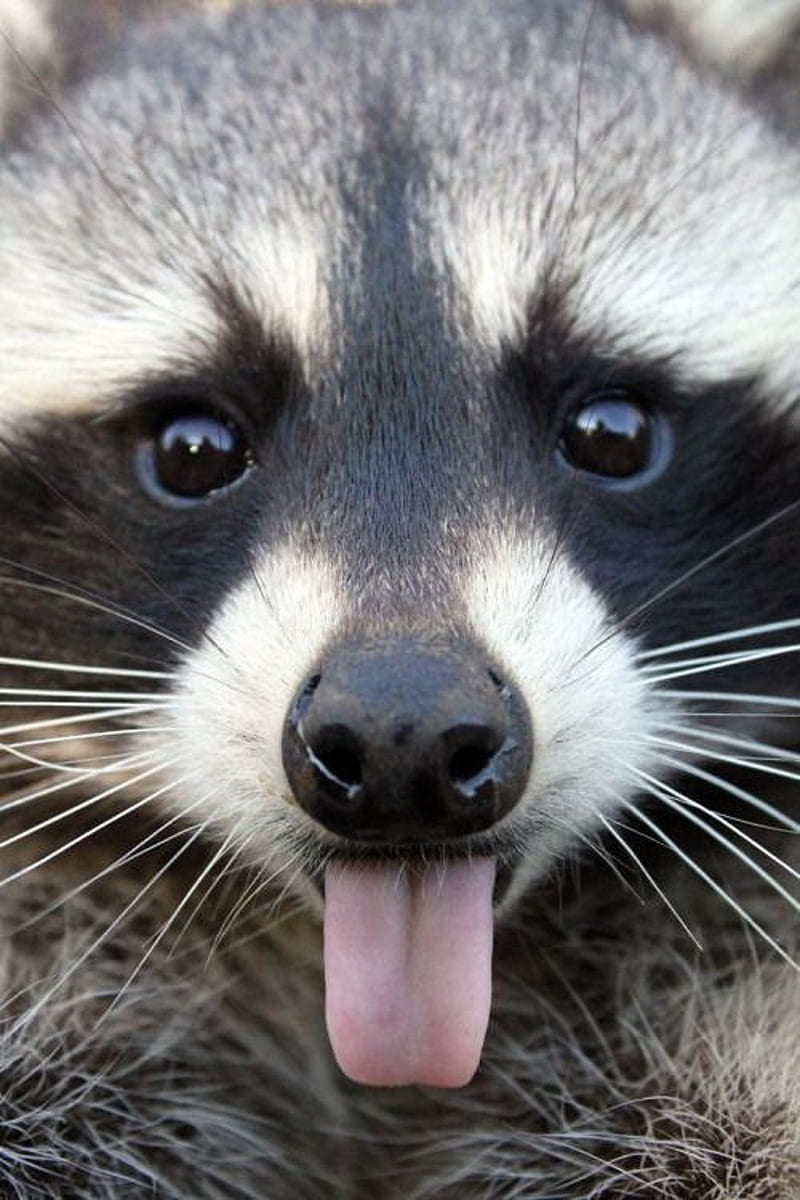 Raccoon , animal, HD phone wallpaper
