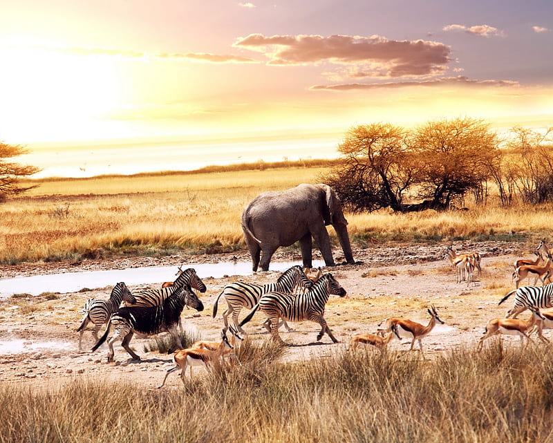 Animals, africa, desert, elephant, sunrise, zebra, HD wallpaper