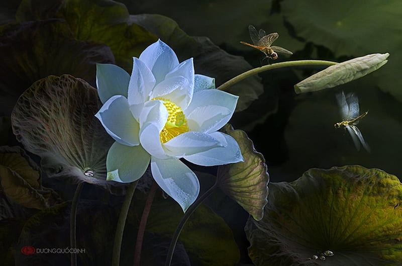 Lotus and dragonflies, lotus, white, duong quoc dinh, libelula, flower, dragonfly, HD wallpaper