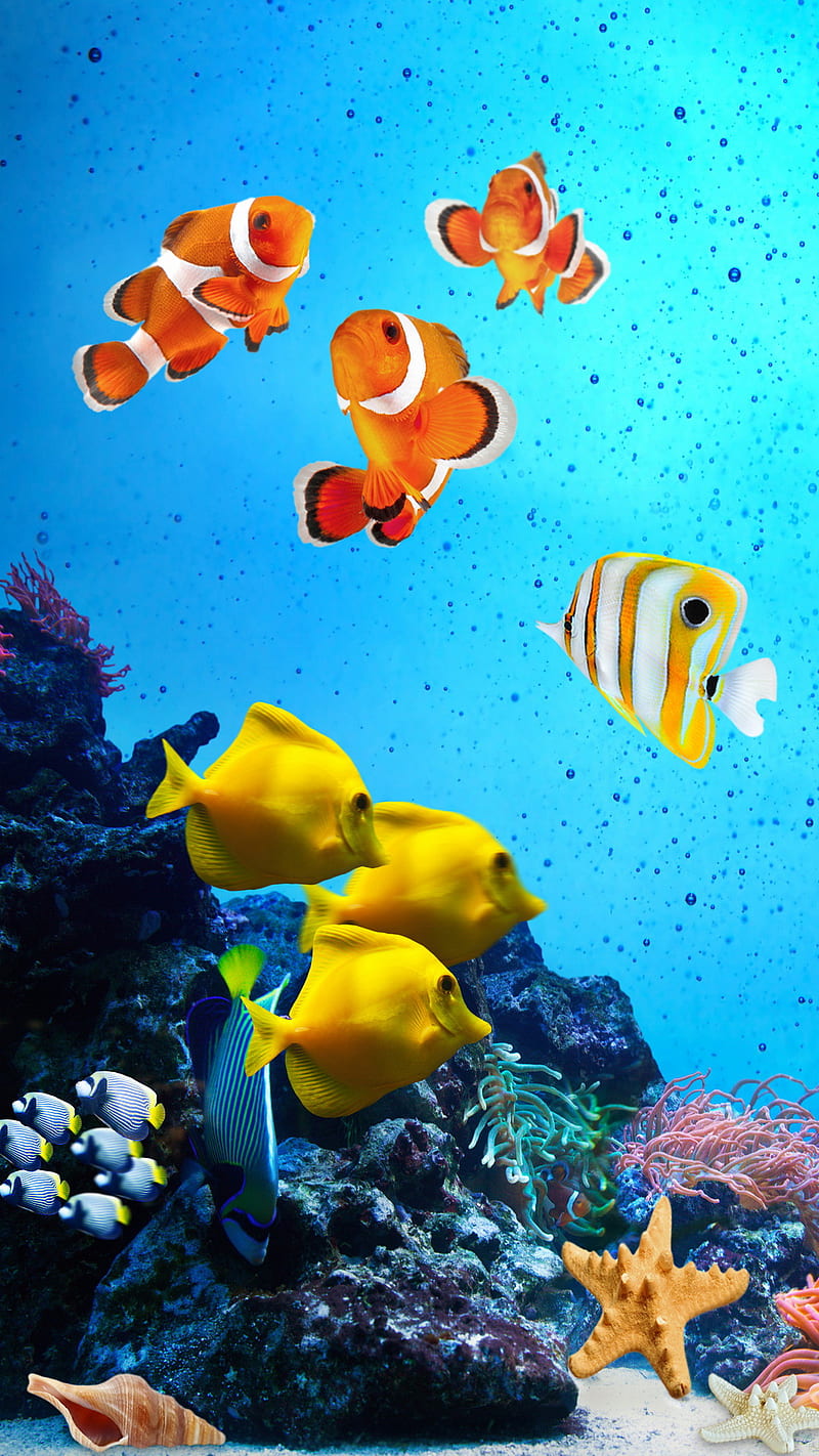 Tropical Fishes, coral, ocean, reef, underwater, HD phone wallpaper