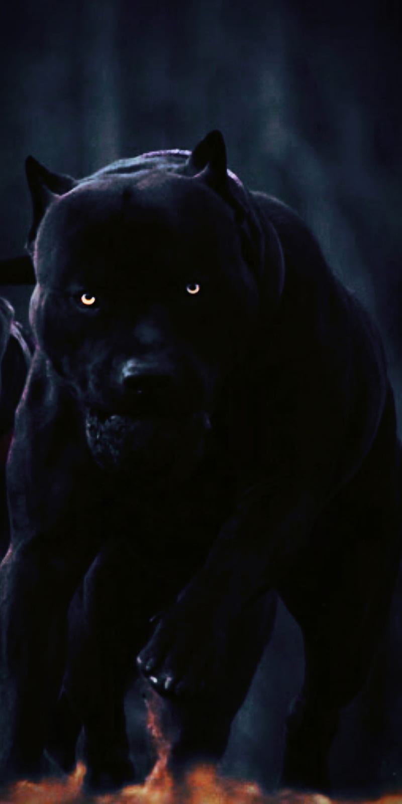 Black Pitbul Dog, 2020, drak, eyes, hip hop, pitbull, ro, trap, usa, HD phone wallpaper