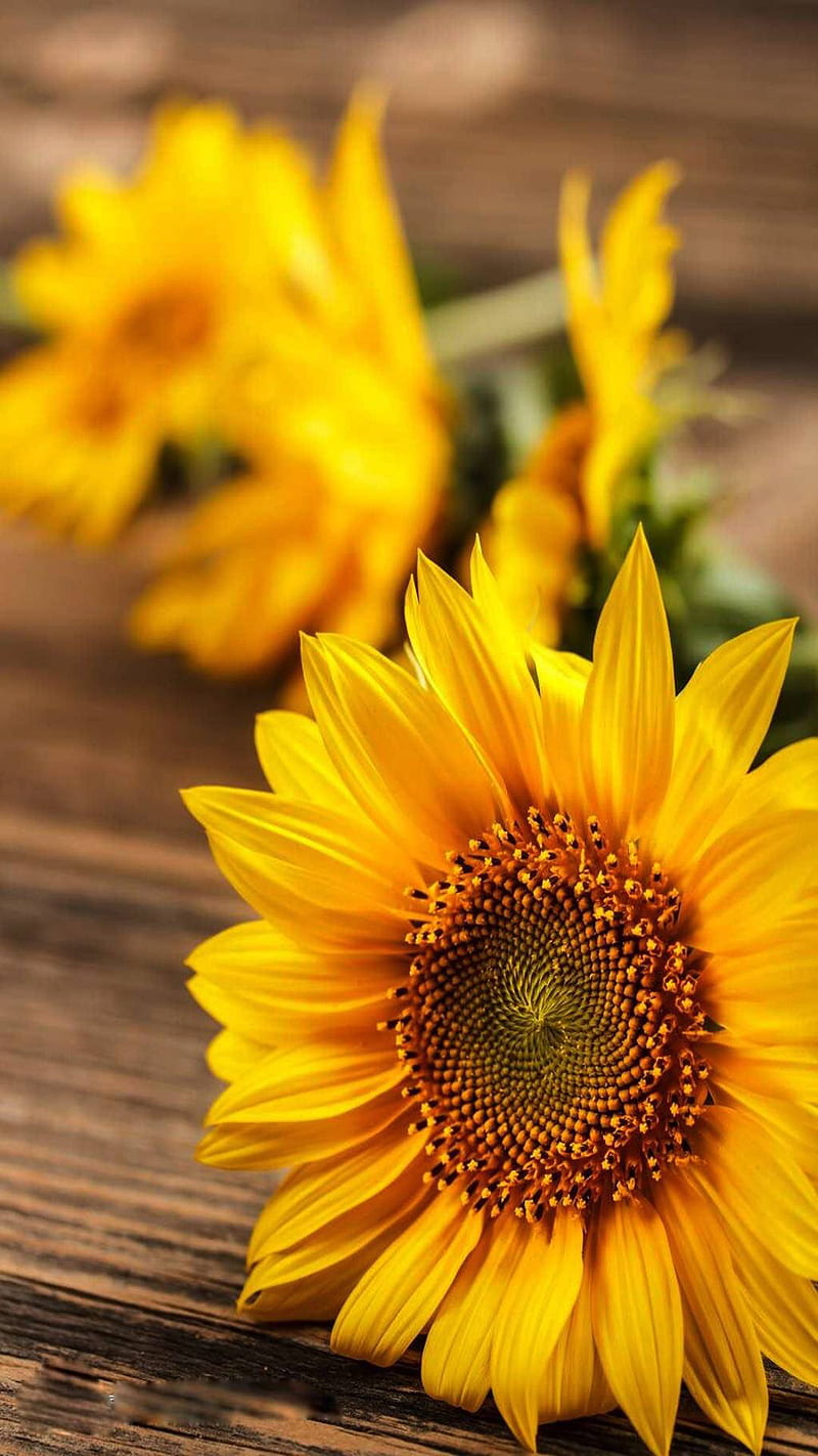 Amor de girasol, flores, Fondo de pantalla de teléfono HD | Peakpx