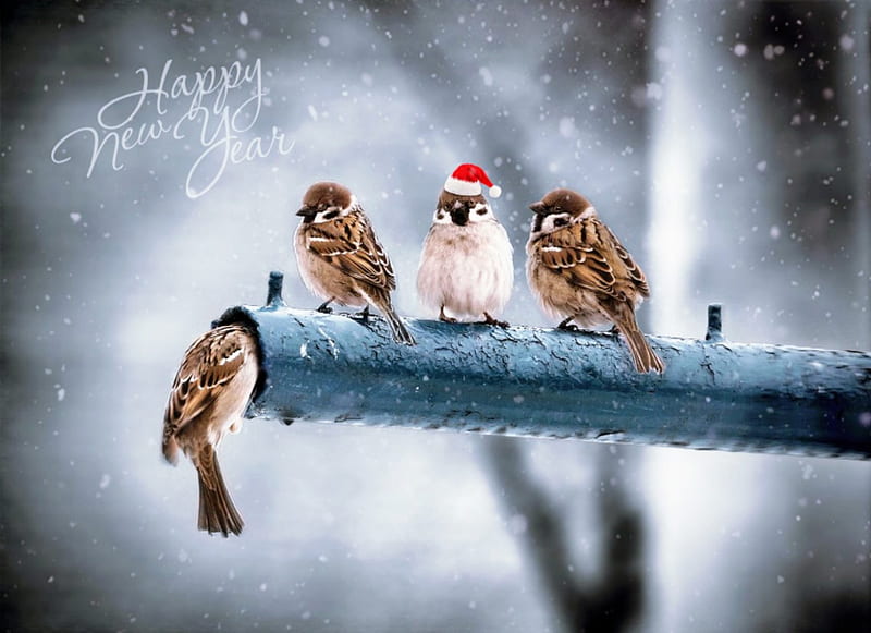 Happy New Year !, cute, birds, sparrows, new, year, pole, happy, HD