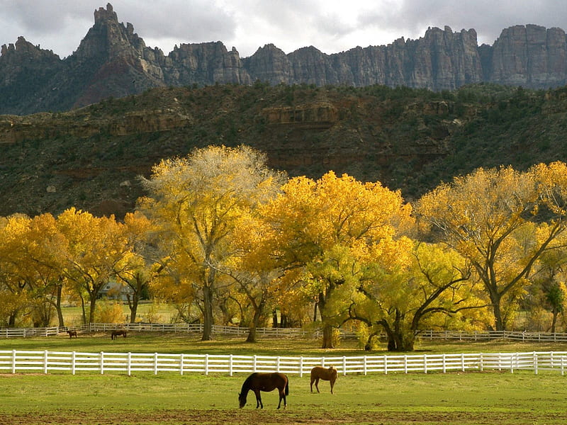 Autumn Horses Grazing - Utah, grazing, autumn, horses, HD wallpaper