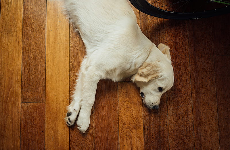 beige dog lying on brown wooden parquet floor, HD wallpaper