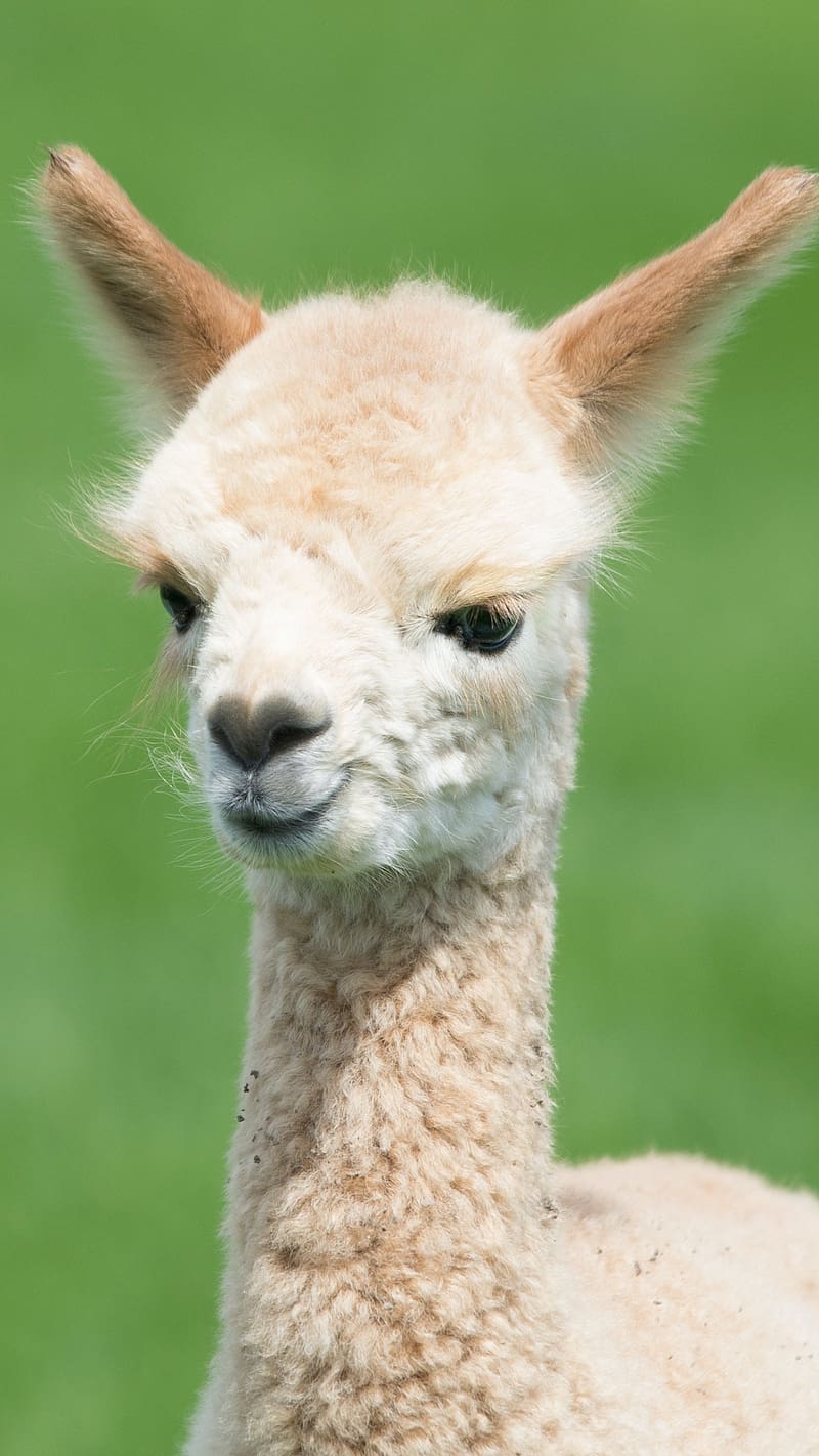 Cute Animals Cria, cute animals, cria, baby, llama, animal, HD phone  wallpaper | Peakpx