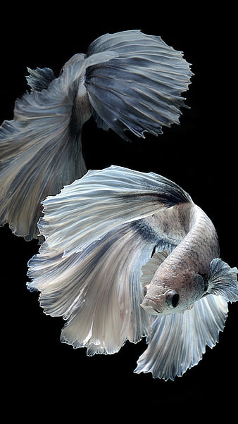 Fighter fish 3, black, fighter, fish, white, HD phone wallpaper