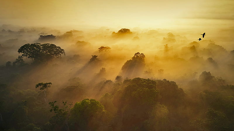 Yasuní National Park in Amazonian Ecuador, HD wallpaper