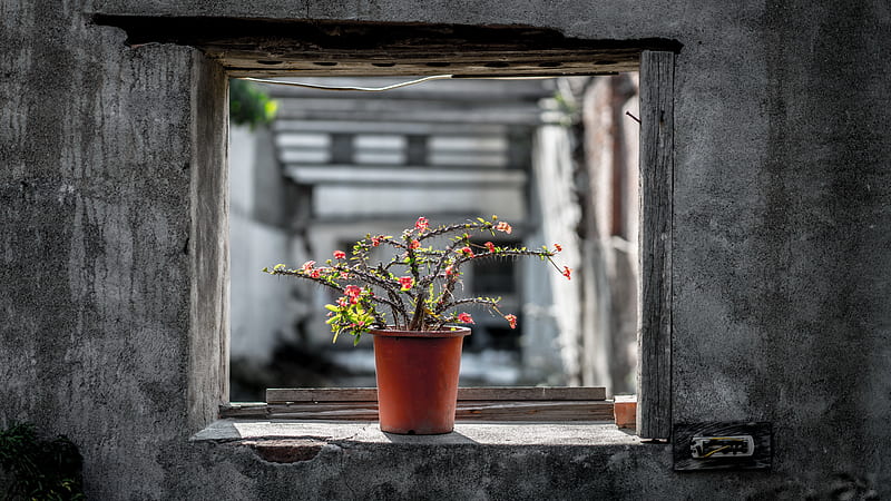 Man Made, Flower, Cactus, Pot Plant, Window, HD wallpaper