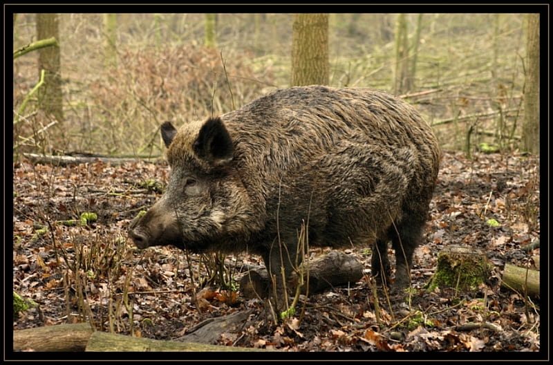 Wild Boar in frame., boar, wild, frame, woods, animals, forrest, HD wallpaper