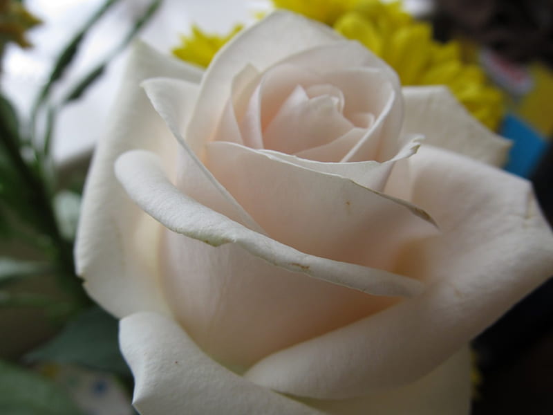 Just for Liesl my Dear Friend., Plants, Flora, Roses, Flowers, Petals, HD wallpaper