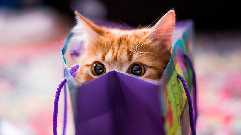 Funny Cat Kitten Face Expression Inside Purple Bag Funny Cat, HD wallpaper