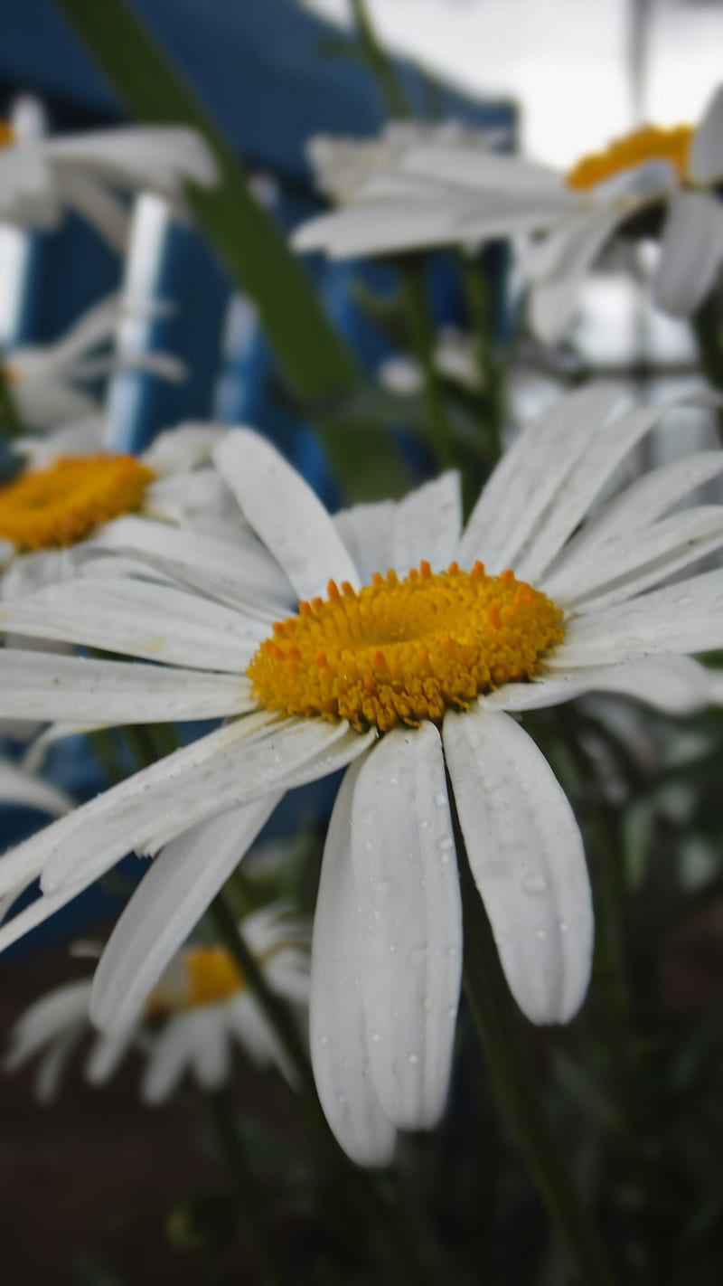 Papatya manzarasi, daisy, flower, HD phone wallpaper