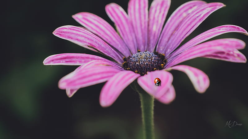 Gerbera Ladybug, summer, spring, pink, wild flower, flora, floral, Firefox theme, flow, lavender, ladybug, HD wallpaper
