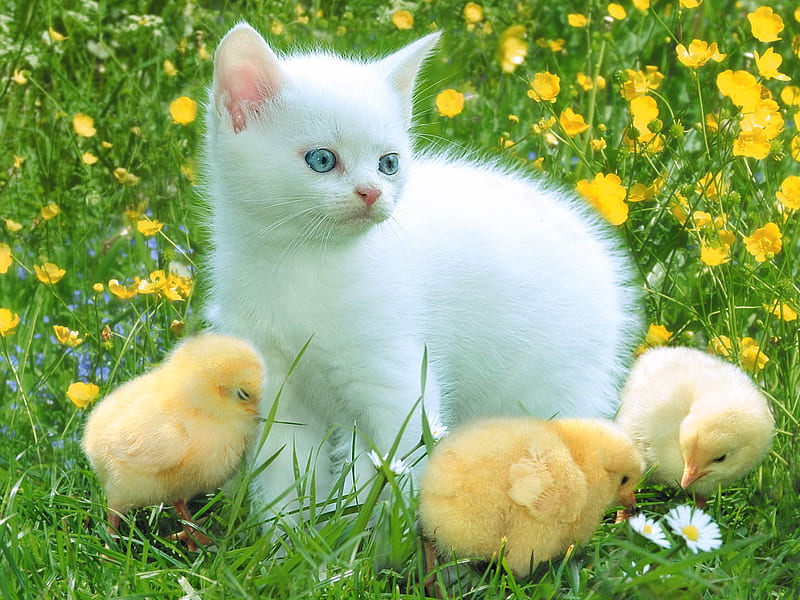 Cat, white cat, baby chickens, birds, yellow, cute, some, with, chicks, kitten, chickens, white, cats, friends, animals, HD wallpaper