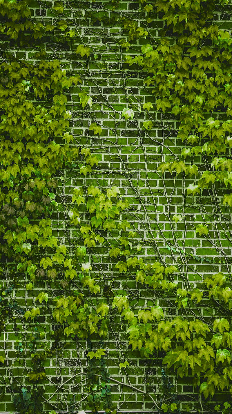 green leaves, brick, nature, spring, wall, HD phone wallpaper