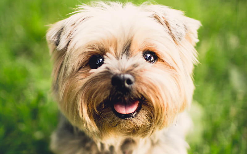 Yorkshire Terrier, dogs, muzzle, cute animals, funny animals, HD wallpaper