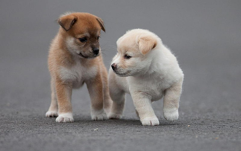 Cute Two Puppies, cute, puppies, animal, dog, HD wallpaper | Peakpx