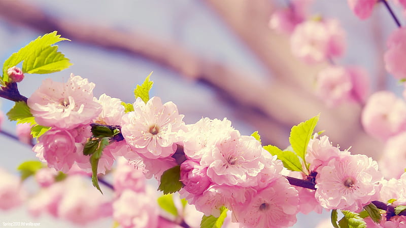 Early Spring, Amazing Spring, HD wallpaper