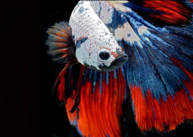 Beautiful fish, red, tale, fish, blue, HD wallpaper | Peakpx