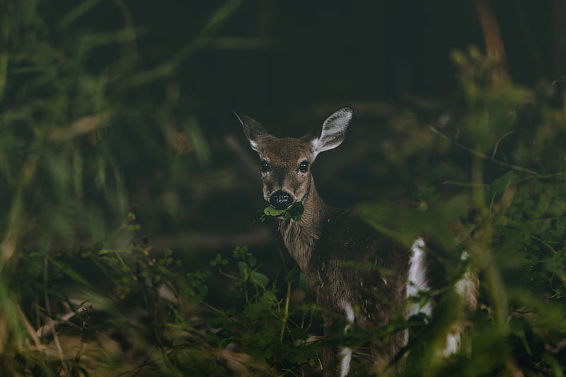 deer, grass, food, wildlife, cute, HD wallpaper