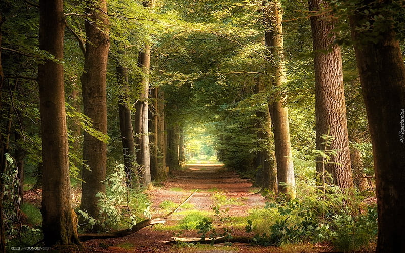Forest Path, path, forest, branches, trees, HD wallpaper
