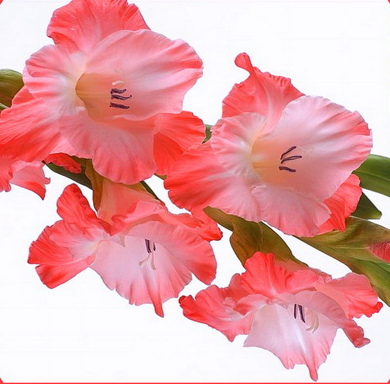 Glads, flower, coral, white, stem, gladiola, HD wallpaper