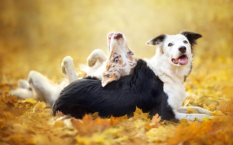 Funny dogs, australian shepherd, autumn, black, yellow, animal, cute, border collie, funny, white, dog, HD wallpaper