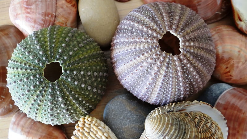 Sea urchins(skeleton)&Shells, Sea, Oceans, Abstract graphy, Shells, Sea urchins, Skeleton, HD wallpaper
