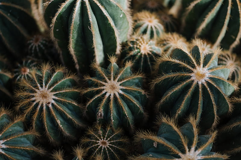 cactus, cacti, needles, plant, houseplant, HD wallpaper