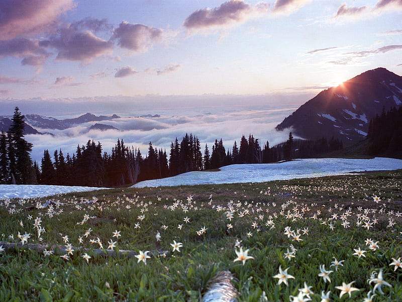 Untitled , avalanche lilies, washington, appleton pass, lily, olympic national park, HD wallpaper