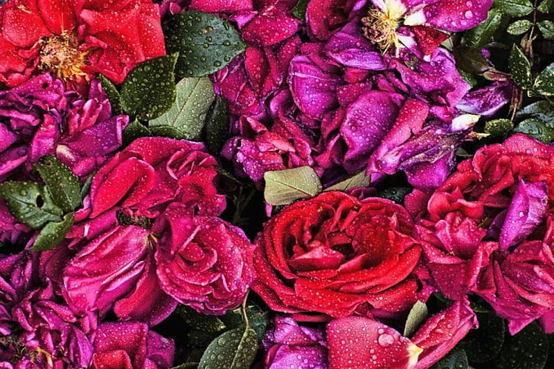 *Wet roses*, red, wet, purple, background, flowers, roses, high quality, HD wallpaper